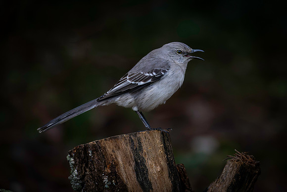 Mockingbird, Northern open mouth