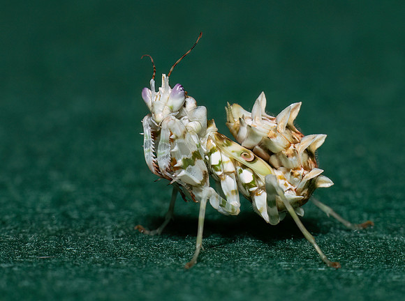 Mantis