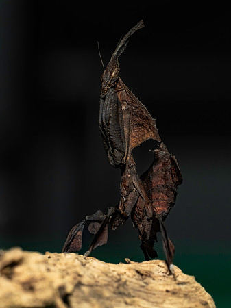Mantis-4