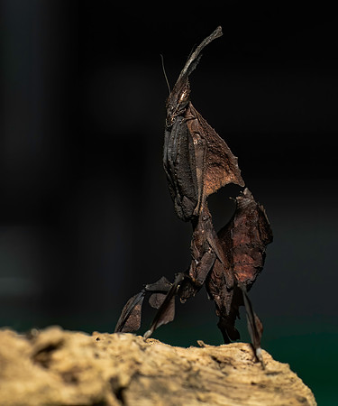 Mantis-3