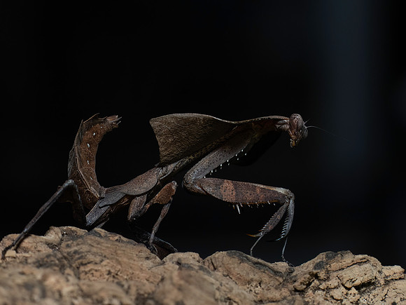 Mantis-5