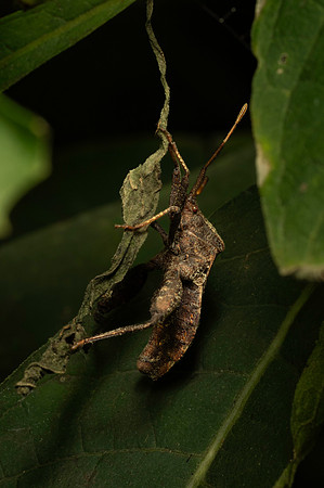 Leaf Footed Bug