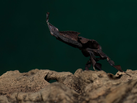 Mantis-2