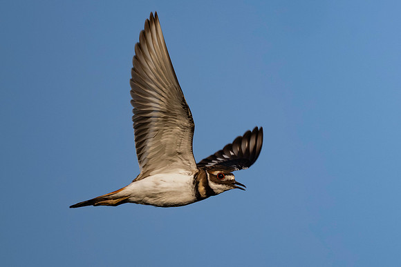 Killdeer