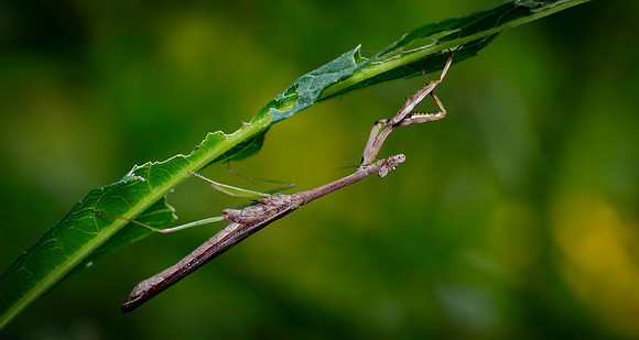 Mantis, praying