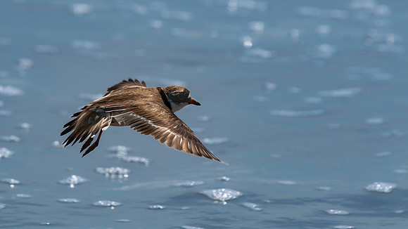 Killdeer-2