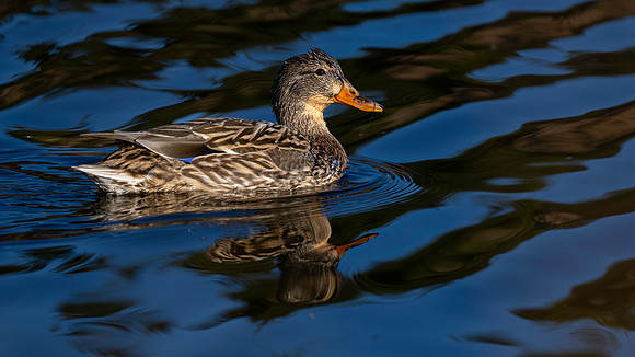 Mallard F