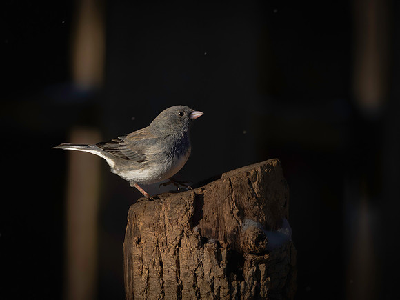 Junco, Dark Eyed, Backyard