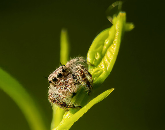 Jumping spider