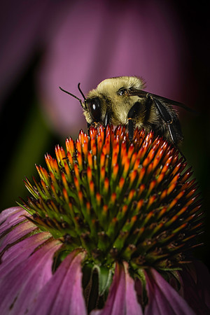 Insects-7
