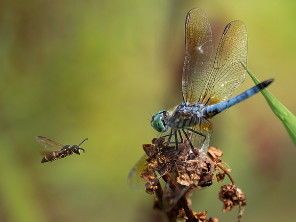 Insects-8