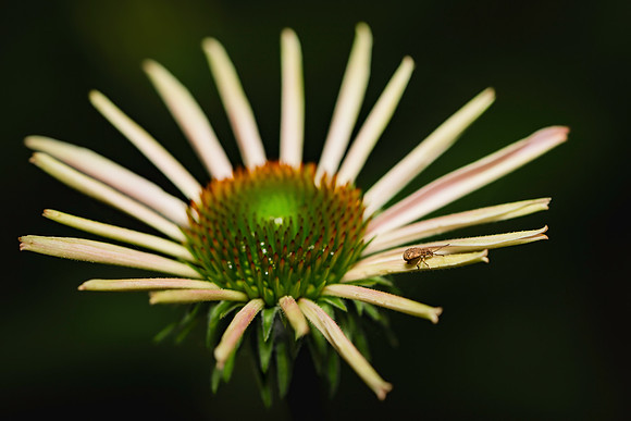 Insects-6