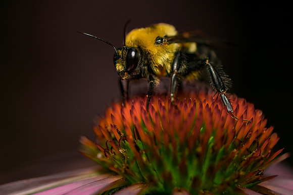 Insects-5