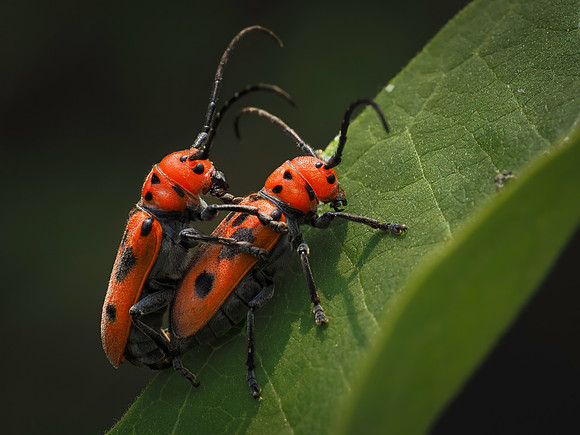 Insects