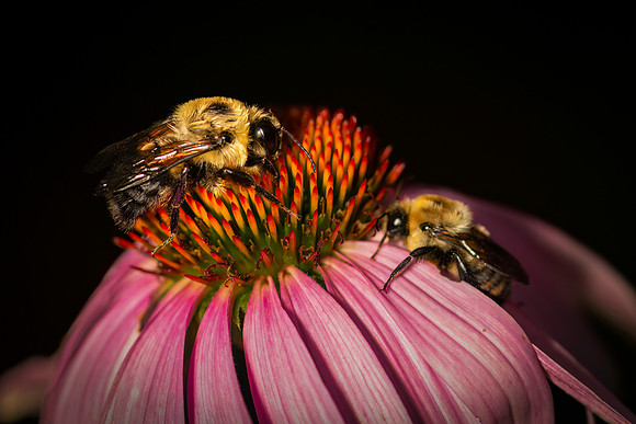 Insects-4