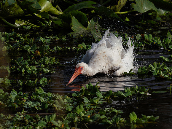 Ibis, White
