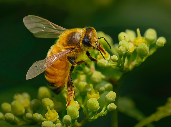 Insects-3