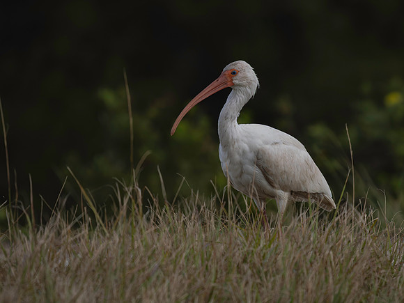 Ibis, White-8