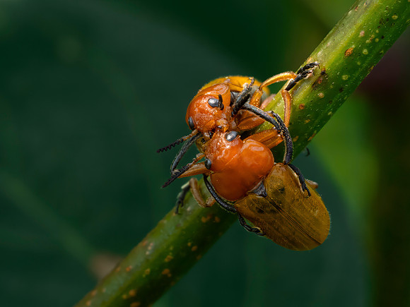 Insects-2