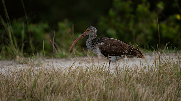 Ibis, White-7