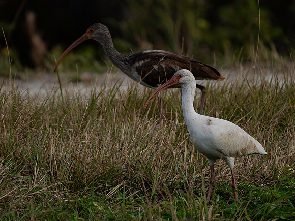 Ibis, White-6