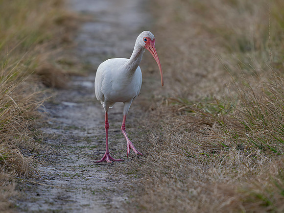 Ibis, White-5
