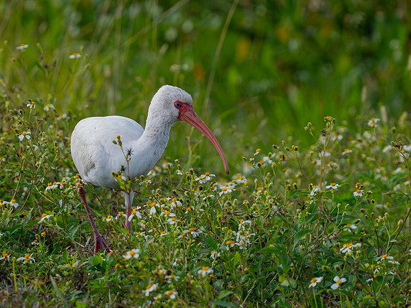 Ibis, White-3