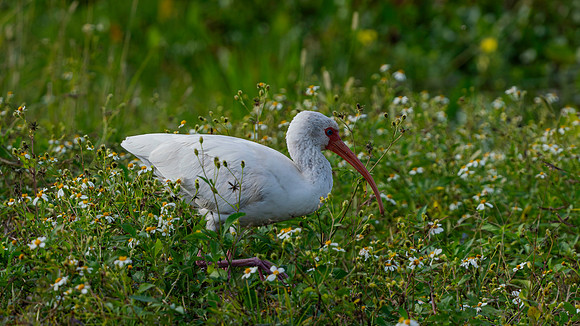 Ibis, White-4