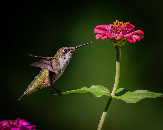Hummingbird