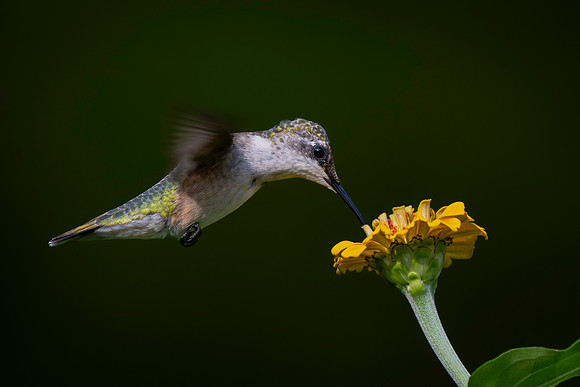Hummingbird, yellow flower