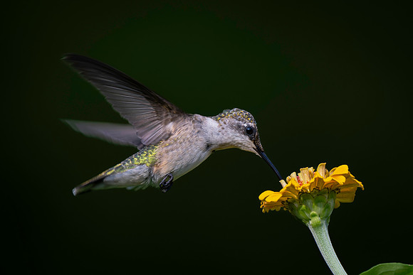 Hummingbird, yellow flower wings back
