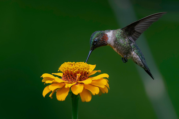 Hummingbird on the wing