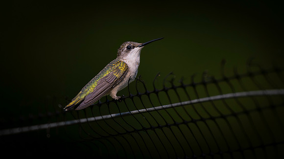 Hummingbird on fence