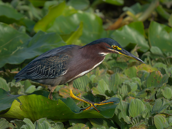 Heron, Green