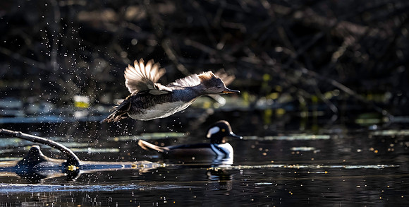 Hooded Merganser, female