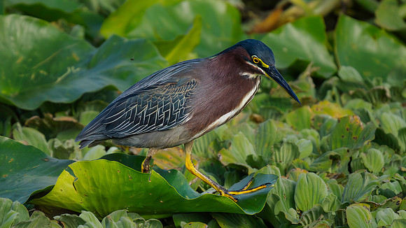 Heron, Green-2