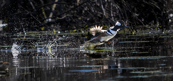 Hooded Merganser