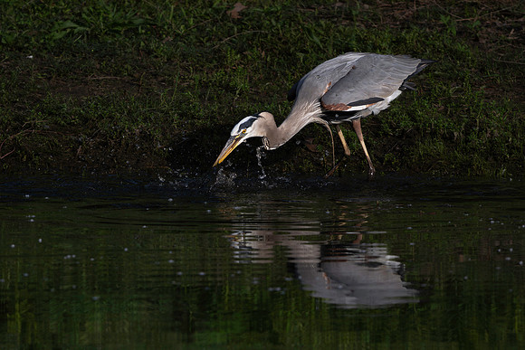 Heron, Great Blue