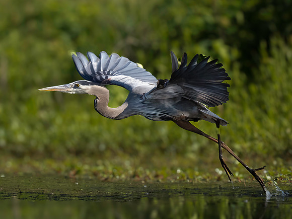 Heron, Great Blue-7