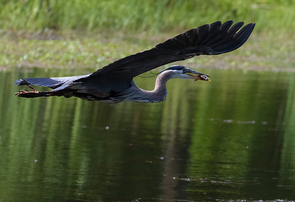 Heron, Great Blue-8