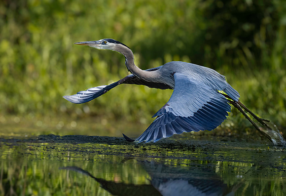 Heron, Great Blue-6
