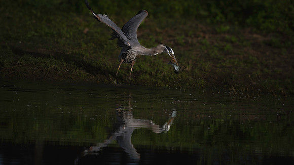 Heron, Great Blue-3