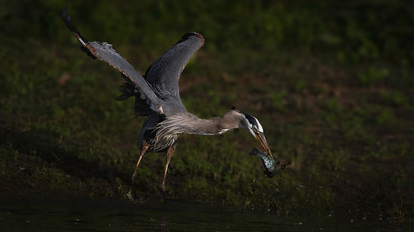 Heron, Great Blue-2