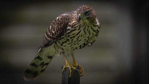 Hawk, Sharp-shinned %22I see you%22