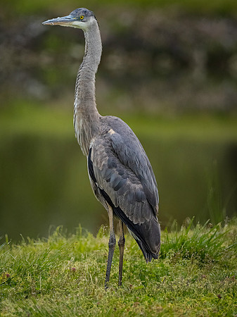 Heron, Great Blue-5