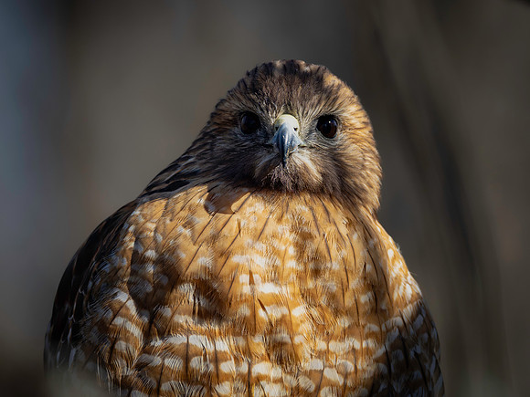 Hawk, Draut Park