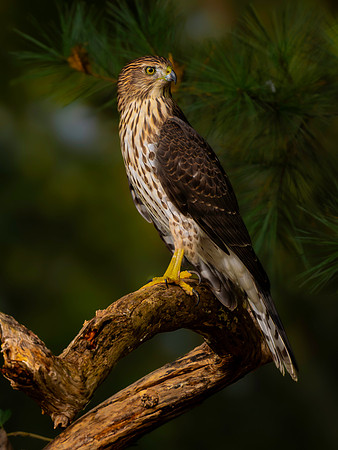 Hawk, backyard