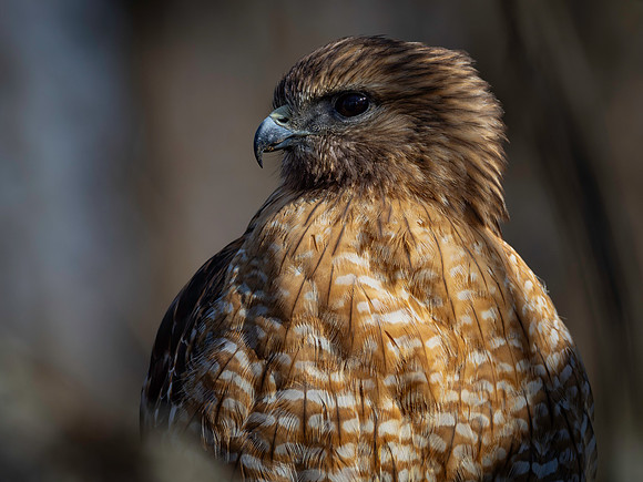 Hawk, Draut Park-2