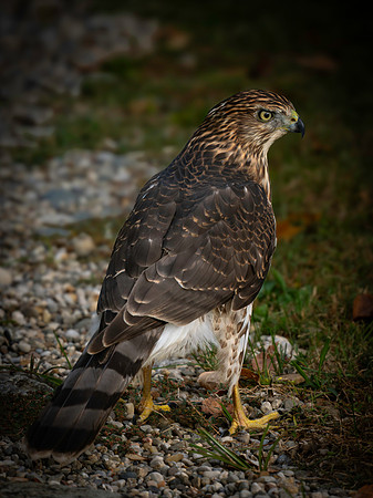 Hawk, backyard-8