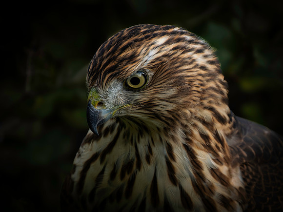 Hawk, backyard-7
